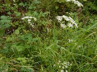 Pimpinella saxifraga 20, Kleine bevernel, Saxifraga-Ed Stikvoort : Rotterdam - Schiedam - Delft