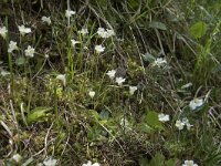 Pinguicula alpina 20, Saxifraga-Willem van Kruijsbergen
