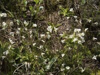 Pinguicula alpina 27, Saxifraga-Willem van Kruijsbergen