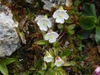 Pinguicula alpina 30, Saxifraga-Rutger Barendse