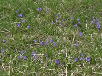 Pinguicula leptoceras 11, Saxifraga-Harry Jans  Pinguicula leptoceras