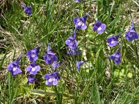 Pinguicula leptoceras 15, Saxifraga-Harry Jans  Pinguicula leptoceras