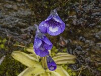 Pinguicula leptoceras 3, Saxifraga-Willem van Kruijsbergen