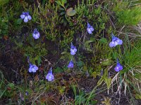 Pinguicula leptoceras 5, Saxifraga-Ed Stikvoort