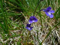 Pinguicula leptoceras 6, Saxifraga-Ed Stikvoort