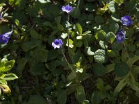 Pinguicula vulgaris 10, Vetblad, Saxifraga-Willem van Kruijsbergen