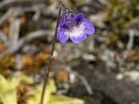 Pinguicula vulgaris 11, Vetblad, Saxifraga-Jan van der Straaten