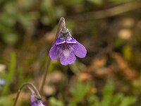 Pinguicula vulgaris 12, Vetblad, Saxifraga-Jan van der Straaten
