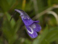 Pinguicula vulgaris 13, Vetblad, Saxifraga-Willem van Kruijsbergen