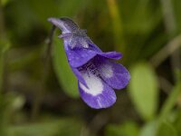 Pinguicula vulgaris 14, Vetblad, Saxifraga-Willem van Kruijsbergen