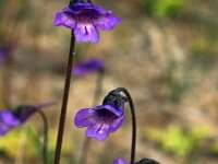 Pinguicula vulgaris 19, Vetblad, Saxifraga-Hans Dekker