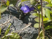 Pinguicula vulgaris 20, Vetblad, Saxifraga-Jan van der Straaten