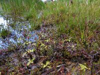Pinguicula vulgaris 24, Vetblad, Saxifraga-Ed Stikvoort