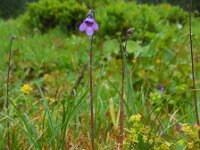 Pinguicula vulgaris 28, Vetblad, Saxifraga-Ed Stikvoort