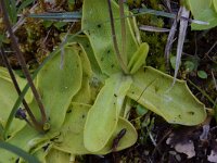 Pinguicula vulgaris 33, Vetblad, Saxifraga-Simone van Velzen
