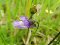 Pinguicula vulgaris 36, Saxifraga-Rutger Barendse