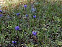 Pinguicula vulgaris 37, Vetblad, Saxifraga-Ed Stikvoort