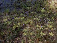 Pinguicula vulgaris 38 Vetblad, Saxifraga-Ed Stikvoort