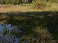 Pinguicula vulgaris 39, Vetblad, Saxifraga-Ed Stikvoort