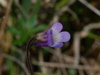 Pinguicula vulgaris 4, Vetblad, Saxifraga-Willem van Kruijsbergen