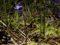 Pinguicula vulgaris 40, Vetblad, Saxifraga-Ed Stikvoort
