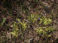 Pinguicula vulgaris 41, Vetblad, Saxifraga-Ed Stikvoort
