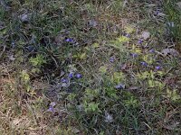 Pinguicula vulgaris 42, Vetblad, Saxifraga-Ed Stikvoort