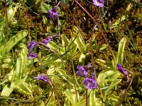 Pinguicula vulgaris 43, Vetblad, Saxifraga-Harry Jans