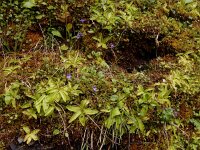 Pinguicula vulgaris 44, Vetblad, Saxifraga-Ed Stikvoort