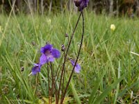 Pinguicula vulgaris 48, Vetblad, Saxifraga-Ed Stikvoort