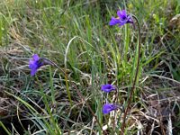 Pinguicula vulgaris 49, Vetblad, Saxifraga-Ed Stikvoort