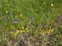 Pinguicula vulgaris 50, Vetblad, Saxifraga-Ed Stikvoort