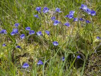 Pinguicula vulgaris 53, Vetblad, Saxifraga-Luuk Vermeer