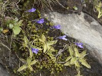 Pinguicula vulgaris 58, Vetblad, Saxifraga-Willem van Kruijsbergen