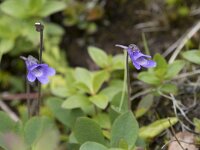 Pinguicula vulgaris 59, Vetblad, Saxifraga-Willem van Kruijsbergen