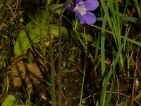 Pinguicula vulgaris 6, Vetblad, Saxifraga-Kees Marijnissen