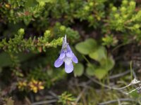 Pinguicula vulgaris 60, Vetblad, Saxifraga-Willem van Kruijsbergen