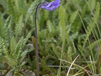 Pinguicula vulgaris 61, Vetblad, Saxifraga-Willem van Kruijsbergen