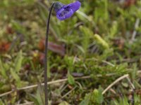 Pinguicula vulgaris 62, Vetblad, Saxifraga-Willem van Kruijsbergen