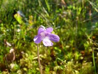 Pinguicula vulgaris 63, Vetblad, Saxifraga-Hans Grotenhuis