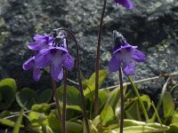 Pinguicula vulgaris 7, Vetblad, Saxifraga-Willem van Kruijsbergen