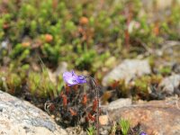 Pinguicula vulgaris 9, Vetblad, Saxifraga-Dirk Hilbers