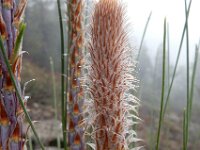 Pinus canariensis 3, Saxifraga-Ed Stikvoort