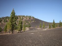 Pinus canariensis 8, Saxifraga-Dirk Hilbers