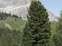 Pinus cembra 8, Saxifraga-Willem van Kruijsbergen