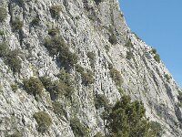 Pinus halepensis 2, Saxifraga-Jan van der Straaten