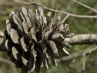 Pinus halepensis 22, Saxifraga-Jan van der Straaten