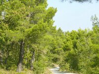 Pinus halepensis 37, Saxifraga-Hans Grotenhuis
