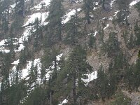 Pinus heldreichii 5, Saxifraga-Dirk Hilbers