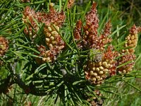 Pinus montana 2, Saxifraga-Hans Grotenhuis